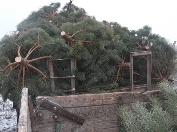 На Житомирщині проводять «хвойні» рейди (Відео) — фото 1